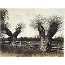 Hedgerow Trees, Clerkenleap, Worcestershire (Photograph) Hedgerow Trees, Clerkenleap, Worcestershire (Photograph)