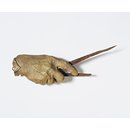 Right hand of Sir Joseph Edgar Boehm (Model)