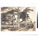 Scotch firs, Hawkhurst (Photograph)