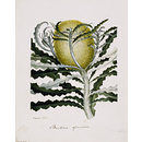 Banksia speciosa; Showy Banksia; Banksia Speciosa R.Br. (Drawing) Banksia speciosa; Showy Banksia; Banksia Speciosa R.Br. (Drawing)