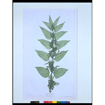Print - Great Nettle Print - Great Nettle
