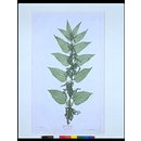 Print - Great Nettle Print - Great Nettle