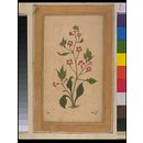 A flowering plant (Painting)