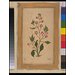 Painting - A flowering plant