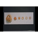 Shell used to show the process of cutting a shell cameo (Shell)