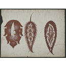 Designs for the decoration of a vase (Design)