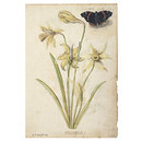 Daffodils and a Red Admiral Butterfly (Watercolour)