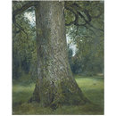 Oil painting - Study of the Trunk of an Elm Tree