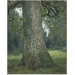 Oil painting - Study of the Trunk of an Elm Tree