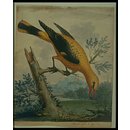 A Golden Thrush from Bengal (Watercolour)