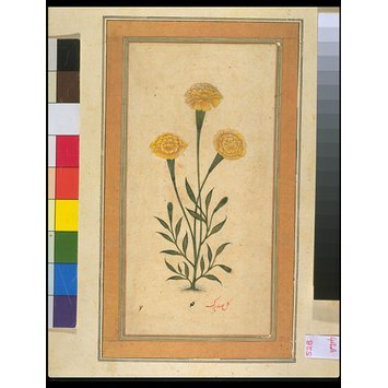 Painting - a marigold plant Painting - a marigold plant