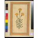 a marigold plant (Painting)