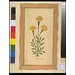 Painting - a marigold plant Painting - a marigold plant