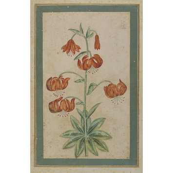 Painting - a martagon lily
