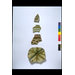 Sherd Sherd