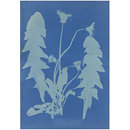 Dandelion (Taraxacum Officinale); British and Foreign Flowering Plants and Ferns (Photograph)