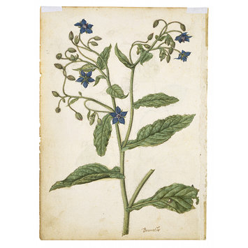 Watercolour - Bourrouche; Common Borage (Borago officinalis)