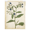 Cyclamen and Borage (Watercolour)