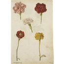 Clove Pinks and Marigold (Watercolour) Clove Pinks and Marigold (Watercolour)