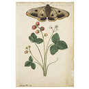 Strawberry and Emperor Moth (Watercolour) Strawberry and Emperor Moth (Watercolour)