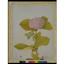 Hydrangea hortensia (Drawing) Hydrangea hortensia (Drawing)
