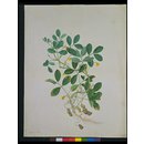Peanut; Arachis hypogaea L. (Drawing) Peanut; Arachis hypogaea L. (Drawing)