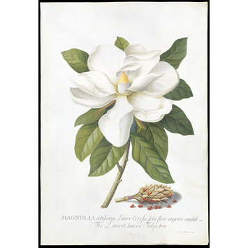 Drawing - Bull Bay; Magnolia grandiflora L. Drawing - Bull Bay; Magnolia grandiflora L.