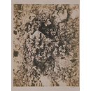 Photograph - Bryony (Bryonia dioica)