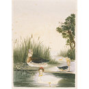 Photograph - Untitled (ducks) Photograph - Untitled (ducks)
