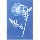 Papaver Orientale; Poppy, from Cyanotypes of British and Foreign Flowering Plants and Ferns (1854) (Photograph) Papaver Orientale; Poppy, from Cyanotypes of British and Foreign Flowering Plants and Ferns (1854) (Photograph)