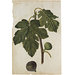 Drawing - Ficus carica L.; Fig; Mespilus germanica L.; Medlar