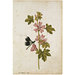 Watercolour - A Common Mallow and a Damselfly; Snowdrops with a Lady Butterfly