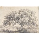 Drawing - An oak tree in a hayfield