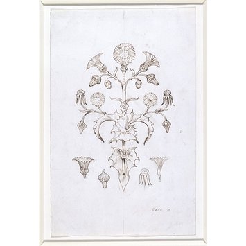 Drawing - Study of a sow thistle