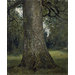 Oil painting - Study of the Trunk of an Elm Tree