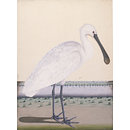 Spoonbill (Platalea Leucorodia) (Watercolour)