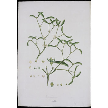 Print - Viscum album L.; Common Mistletoe; Illustration of the Sexual System of Linnaeus Print - Viscum album L.; Common Mistletoe; Illustration of the Sexual System of Linnaeus