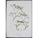 Viscum album L.; Common Mistletoe; Illustration of the Sexual System of Linnaeus (Print) Viscum album L.; Common Mistletoe; Illustration of the Sexual System of Linnaeus (Print)
