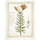 Day Lily (Watercolour) Day Lily (Watercolour)