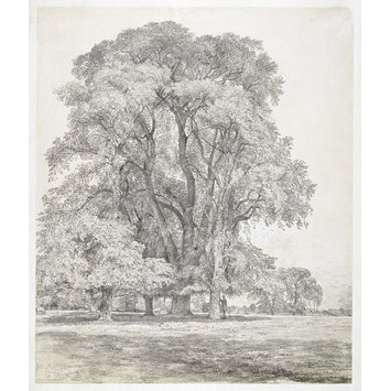 Drawing - Elm trees in Old Hall Park, East Bergholt Drawing - Elm trees in Old Hall Park, East Bergholt