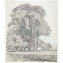 Elm trees in Old Hall Park, East Bergholt (Drawing)