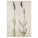 Stavesacre; Lavender; Palmated larkspur (Watercolour)