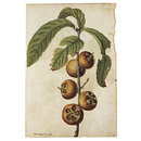 Ficus carica L.; Fig; Mespilus germanica L.; Medlar (Drawing)