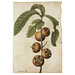 Drawing - Ficus carica L.; Fig; Mespilus germanica L.; Medlar