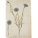 Watercolour - Cornflower; Corn cockle