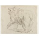 Bear (Drawing)