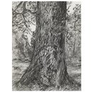 Print - After Constable's Elm Print - After Constable's Elm