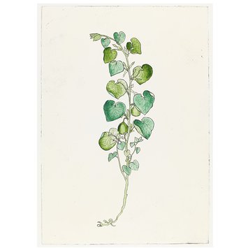 Print - The History of Plants, according to women, children and students; Aristolochia Clematis