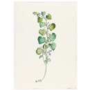 Print - The History of Plants, according to women, children and students; Aristolochia Clematis