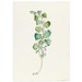 Print - The History of Plants, according to women, children and students; Aristolochia Clematis Print - The History of Plants, according to women, children and students; Aristolochia Clematis